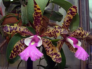 dyr orchid helt vildt voldsom