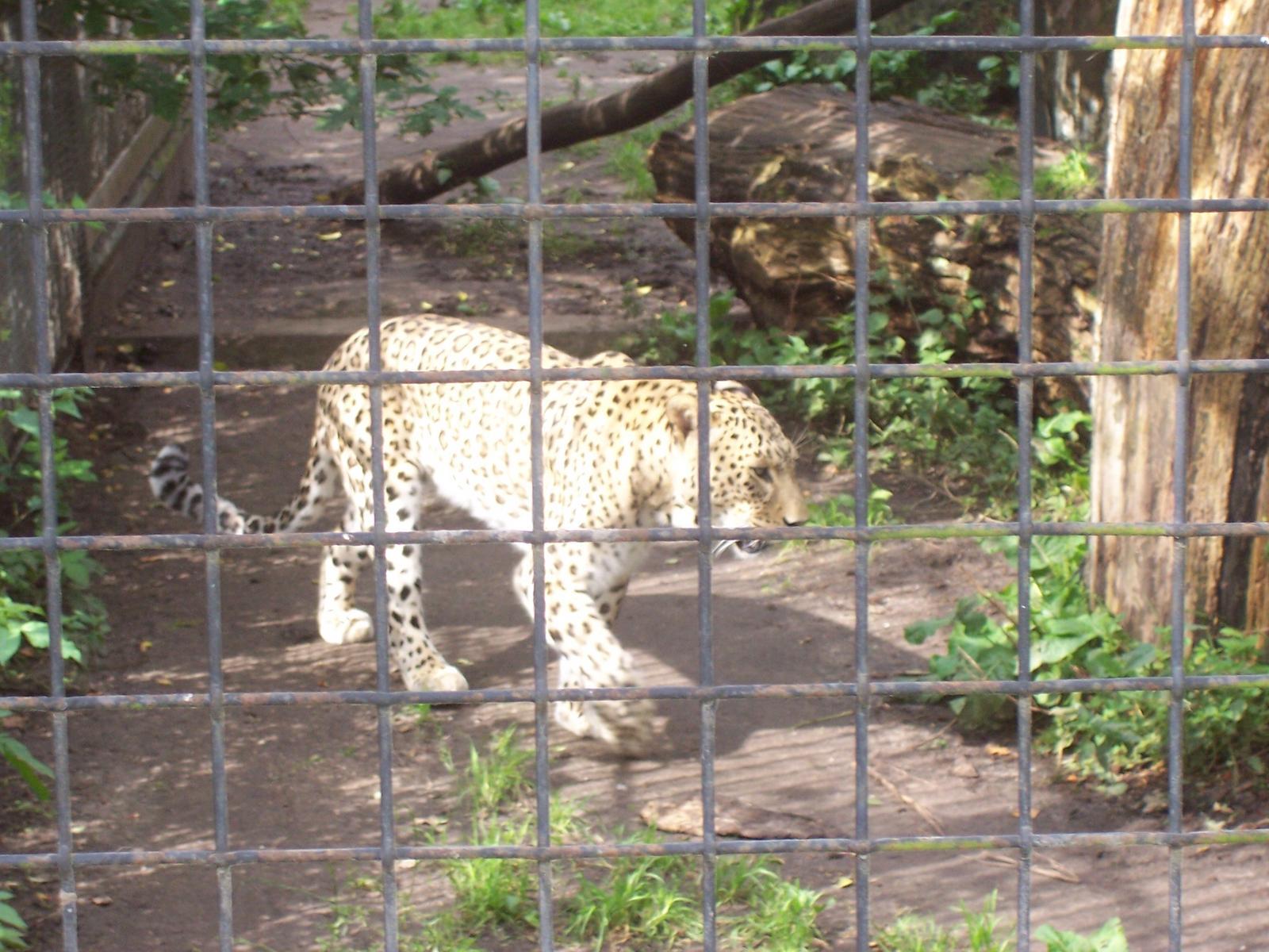visit-to-aalborg-zoo-0075.jpg.jpg